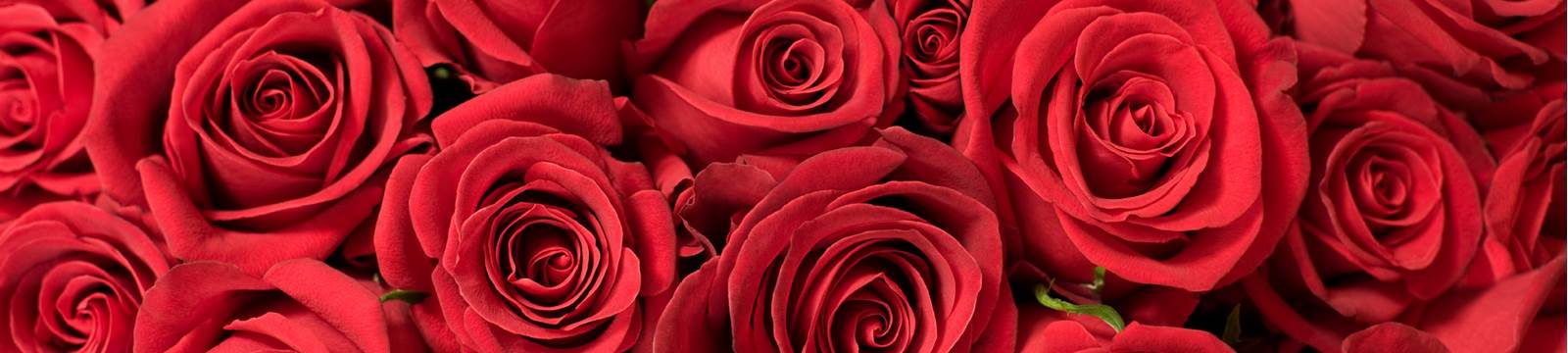 Roses Valentine's Day